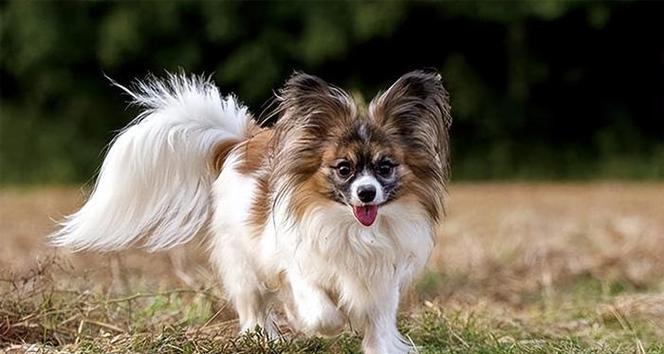 哪些小型犬品种比较脆弱？它们的常见问题是什么？