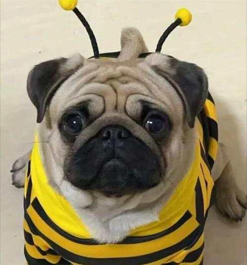 哪些小型犬品种比较脆弱？它们的常见问题是什么？