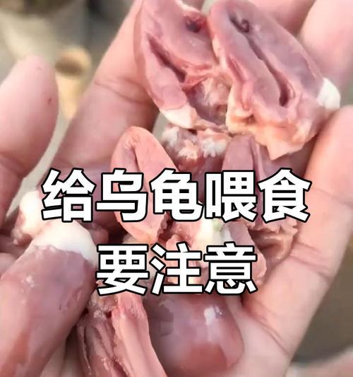 小乌龟不吃小鱼苗的原因是什么？如何解决小乌龟不吃食的问题？