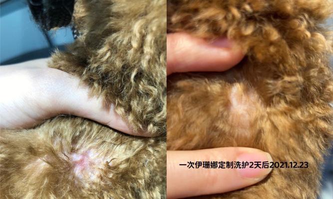 用泰迪训练猎犬效果如何？训练成本大概需要多少？