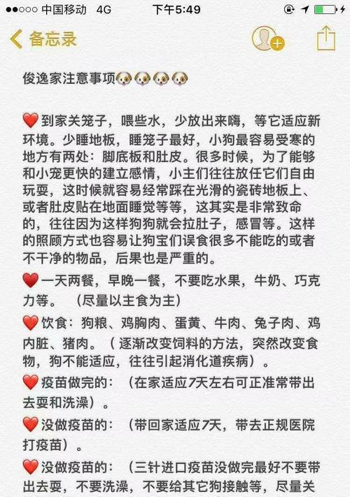 成年泰迪多少钱？购买时需要注意哪些事项？
