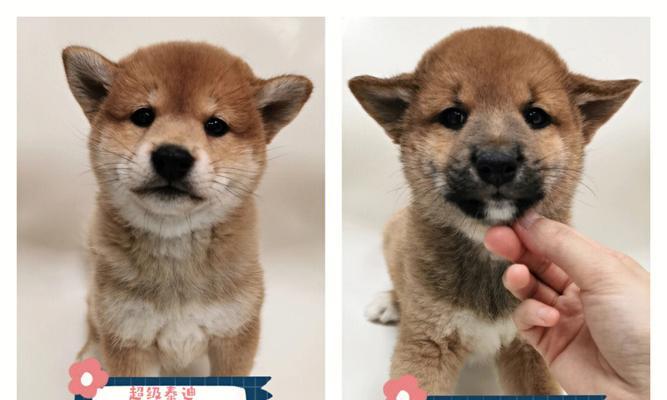南京宠物店小柴犬多少钱一只？价格是多少？