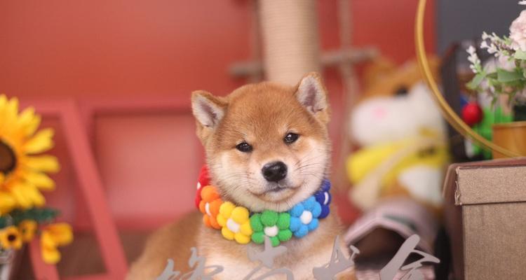 南京宠物店小柴犬多少钱一只？价格是多少？
