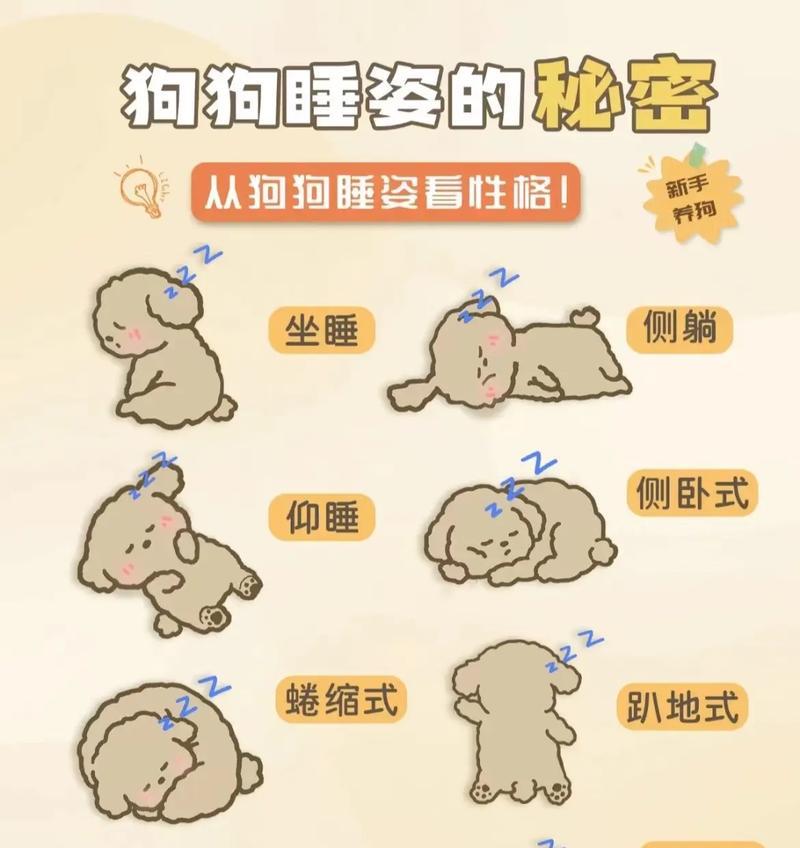 内向的小型犬品种有哪些？如何训练内向的小型犬？