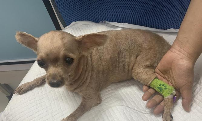 泰迪胰腺坏死的治疗效果和费用是多少？