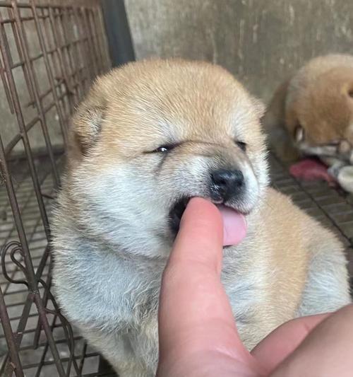 柴犬价格为何如此昂贵？