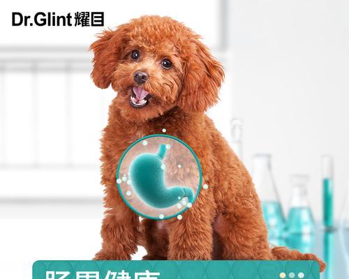 卖金毛泰迪小狗的价格是多少？购买时需要注意什么？