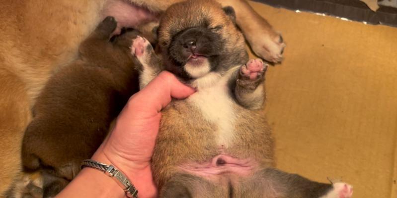 纯种柴犬市场价格是多少？如何辨别柴犬的纯种性？