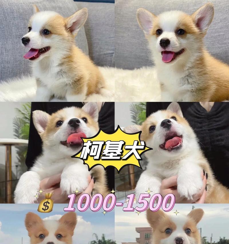 柯桥柴犬售价多少？现在哪里可以买到？