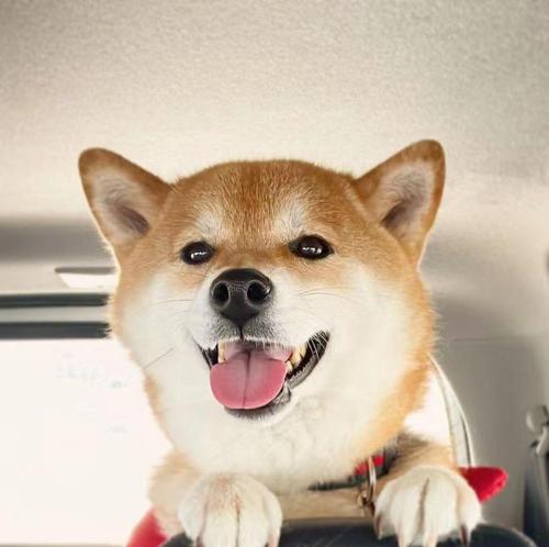 巨鹿地区柴犬的售价是多少？在哪里可以购买到柴犬？