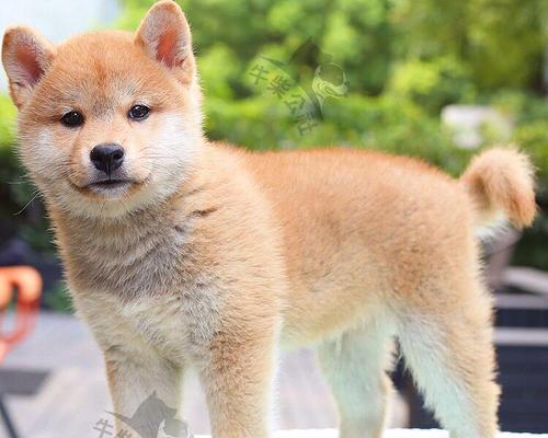 巨鹿地区柴犬的售价是多少？在哪里可以购买到柴犬？