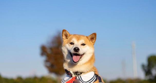 巨鹿地区柴犬的售价是多少？在哪里可以购买到柴犬？
