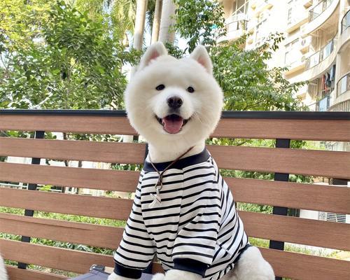 东北适合大型犬的宠物衣服有哪些？如何选择？