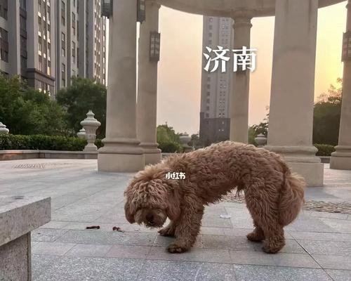 济南小泰迪的售价是多少？购买时应注意哪些问题？