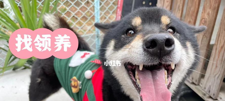 柴犬大白领养的费用是多少？