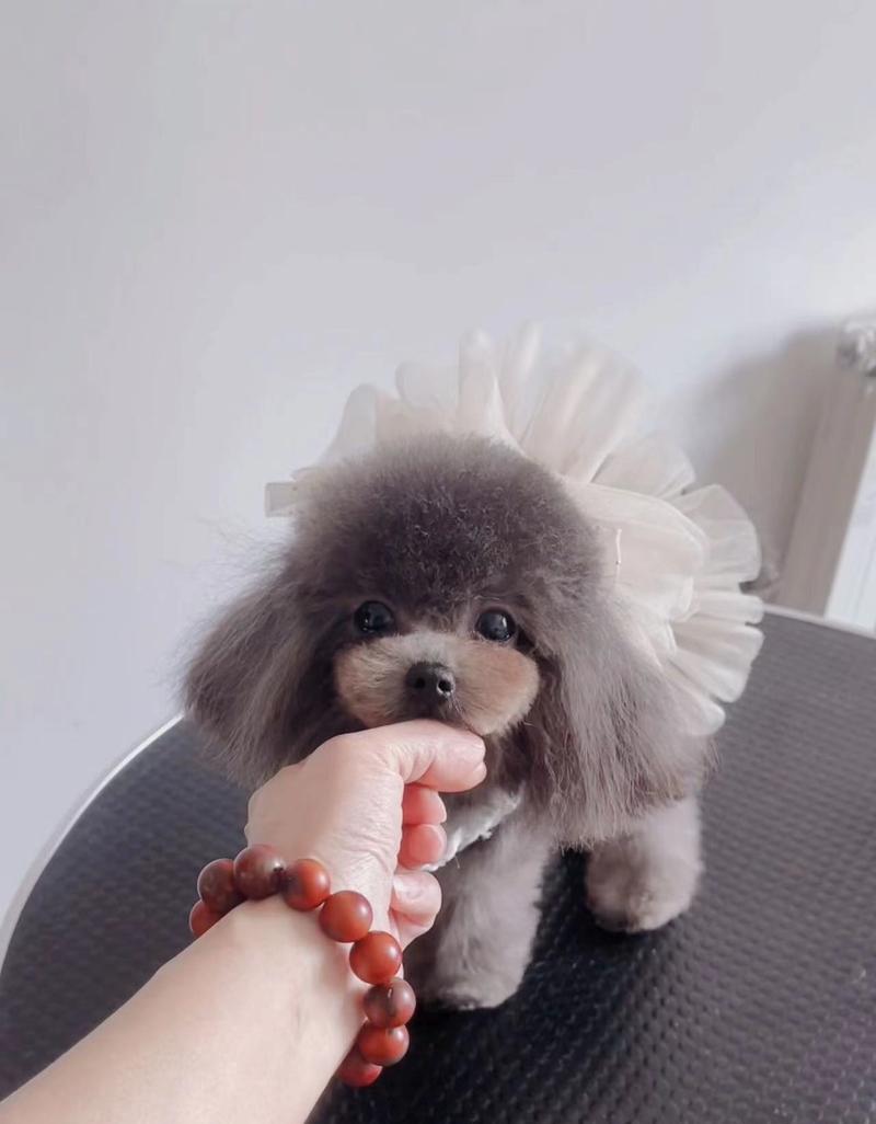 纯种泰迪小狗的价格是多少？如何辨别纯种泰迪？