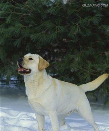 最受喜欢的中大型犬有哪些？如何选择适合自己的品种？