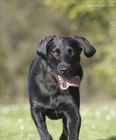 最受喜欢的中大型犬有哪些？如何选择适合自己的品种？