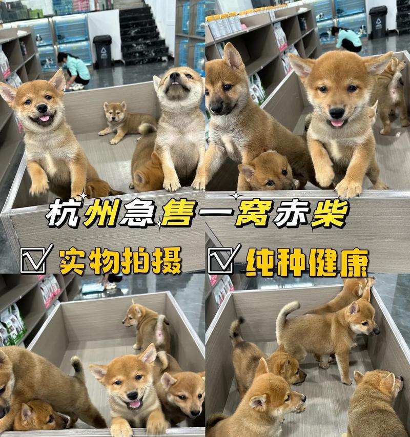柴犬的正常存活率是多少？如何提高柴犬的存活率？