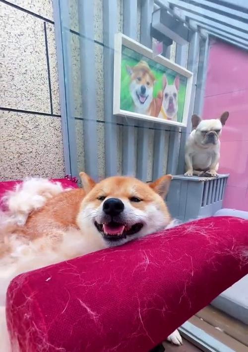 柴犬的正常存活率是多少？如何提高柴犬的存活率？