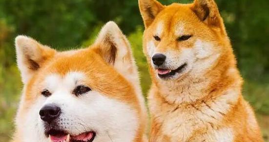 柴犬在冬天需要多少度的温度御寒？如何保持温暖？