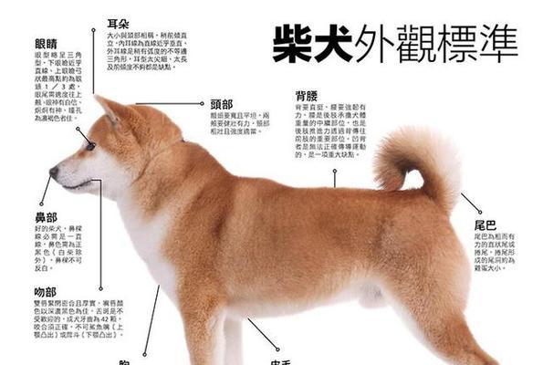 柴犬在冬天需要多少度的温度御寒？如何保持温暖？