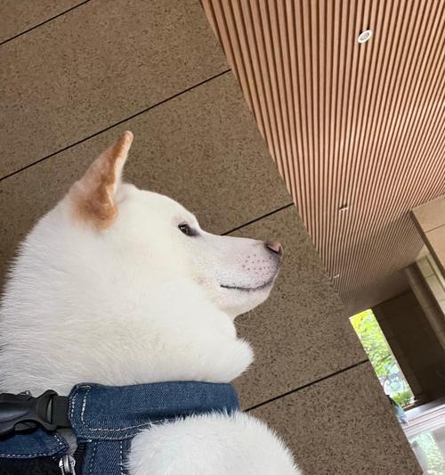 柴犬在冬天需要多少度的温度御寒？如何保持温暖？