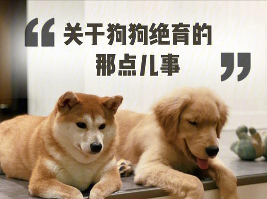 公柴犬绝育手术的费用是多少？选择绝育有哪些好处？