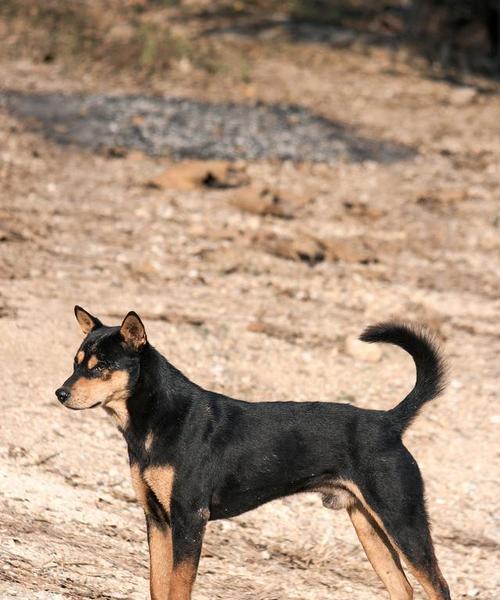 尾巴带润滑油的小型犬品种有哪些？如何选择合适的犬种？