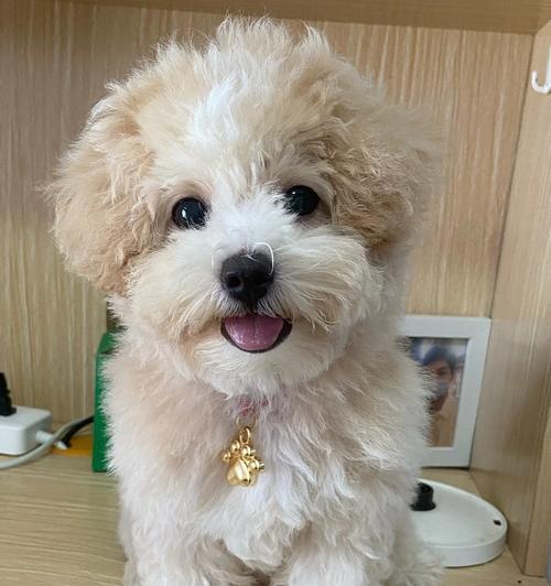 中牟迷你泰迪出售价格多少？购买迷你泰迪需要注意哪些事项？