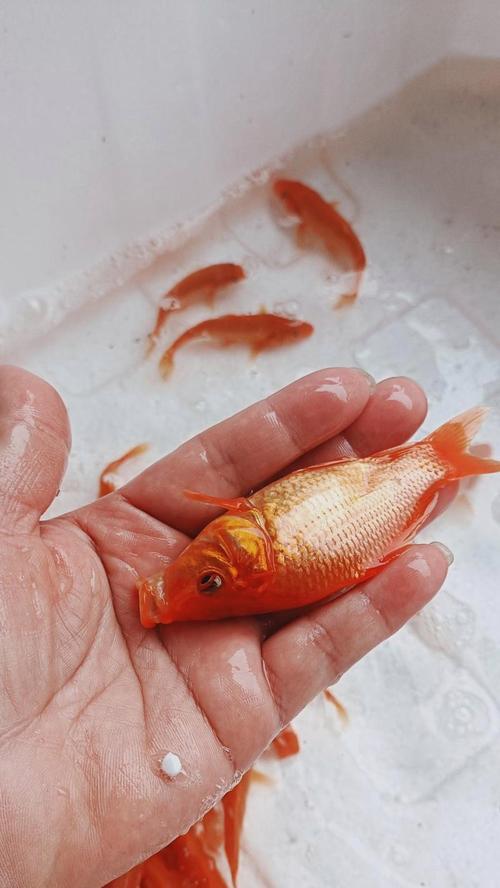 长尾鲤鱼苗的外观特征是什么？