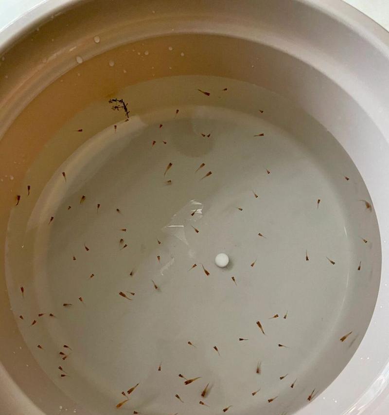 孔雀鱼鸿运当头小鱼苗应该喂什么？如何正确喂食孔雀鱼小鱼苗？