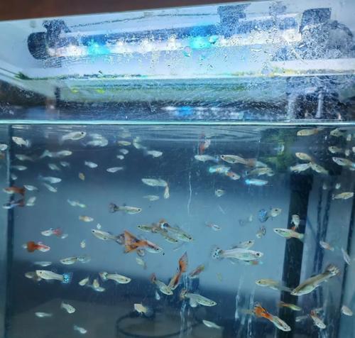 孔雀鱼鸿运当头小鱼苗应该喂什么？如何正确喂食孔雀鱼小鱼苗？