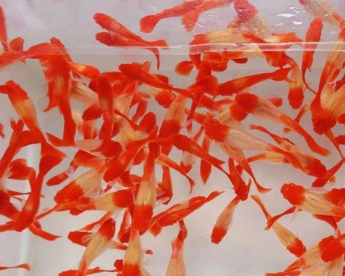 孔雀鱼鸿运当头小鱼苗应该喂什么？如何正确喂食孔雀鱼小鱼苗？