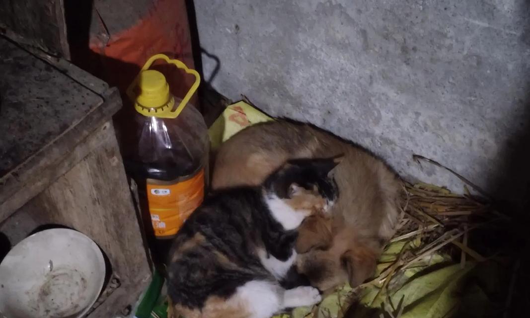 农村小孩如何给猫狗配制合适的粮食？