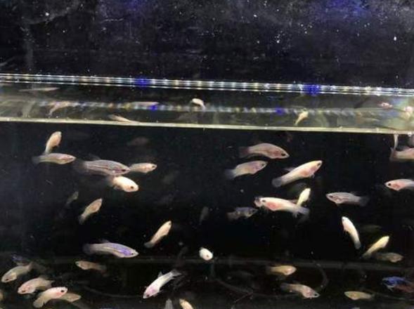 国斗鱼苗应该吃什么免费饲料？如何保证鱼苗的营养需求？
