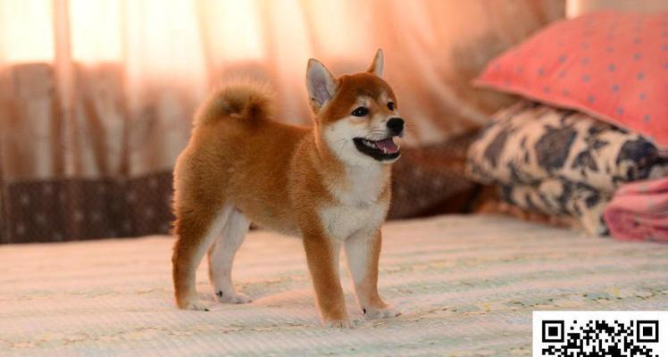 上海训犬柴犬的价格是多少？如何选择一家好的训犬机构？