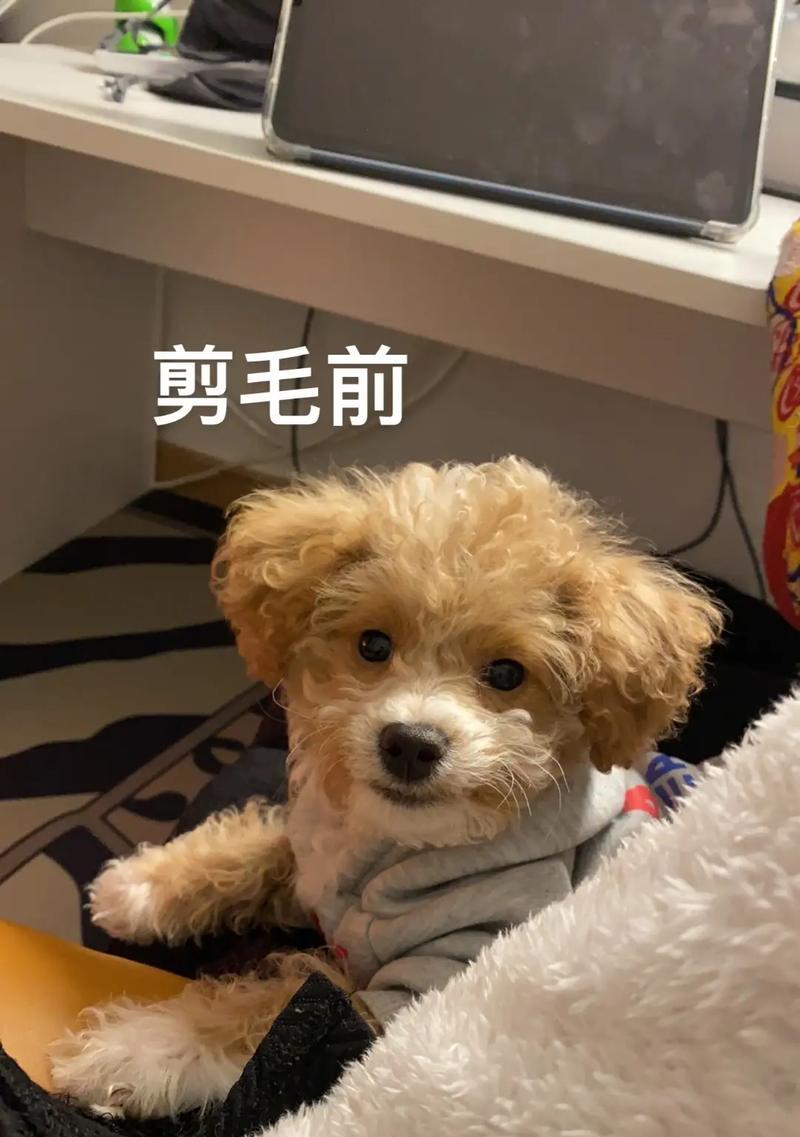 金州泰迪剪毛多少钱？剪毛对泰迪有什么好处？