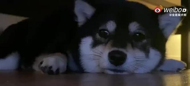 全黑色柴犬成年后体重能达到多少？
