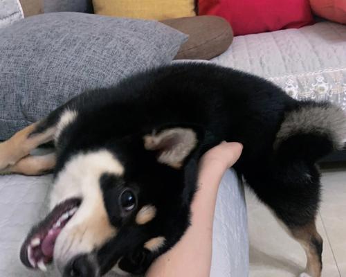 全黑色柴犬成年后体重能达到多少？