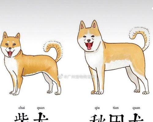 日本柴犬寄养费用是多少？选择寄养服务时应注意什么？