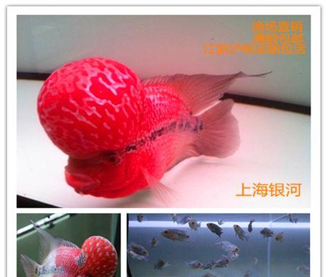 罗汉鱼苗吃什么长得快？如何喂养促进生长？