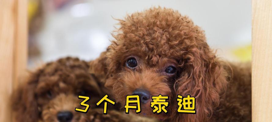 泰迪一次吃多少合适？泰迪的饮食量如何控制？
