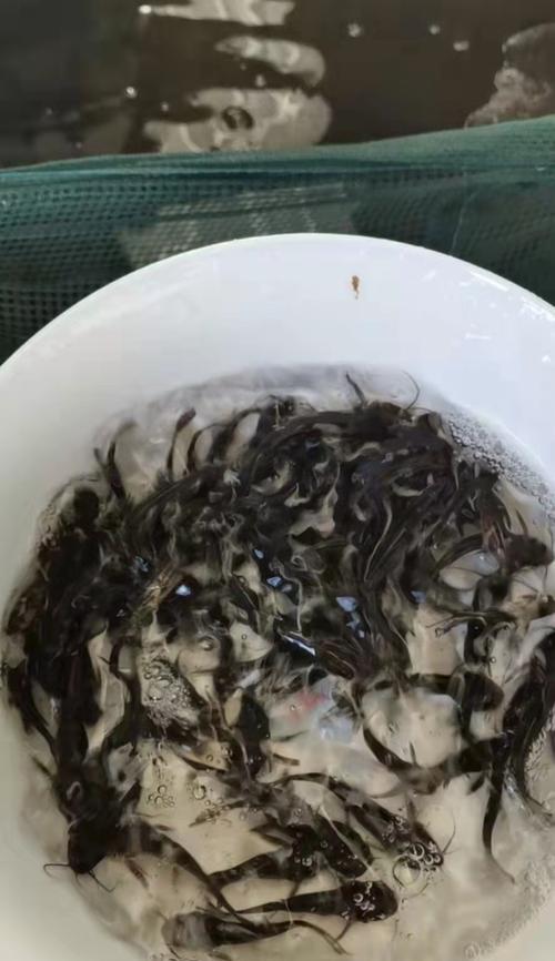 冷天会影响鱼苗存活吗？原因是什么？