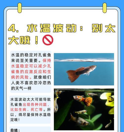 孔雀小鱼苗的饮食习惯是什么？如何喂养它们？