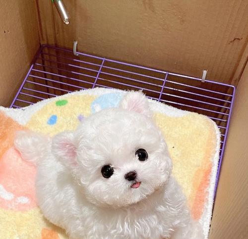 保定市哪里可以买到小型犬？有哪些推荐的宠物店？