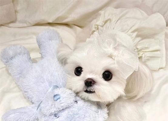 保定市哪里可以买到小型犬？有哪些推荐的宠物店？