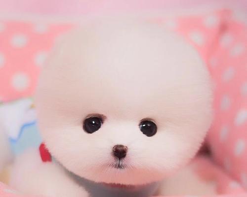 保定市哪里可以买到小型犬？有哪些推荐的宠物店？