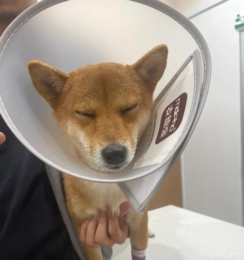 柴犬做绝孕手术的费用大概是多少？