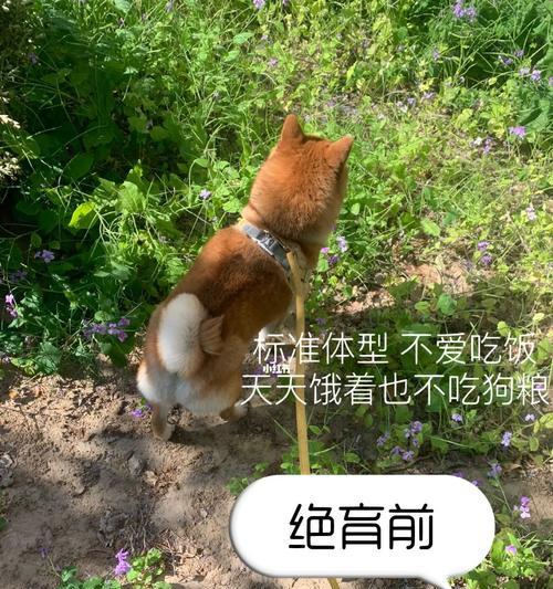 柴犬做绝孕手术的费用大概是多少？